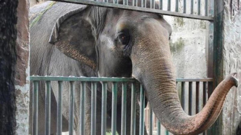 Poginila je "najbolj žalostna" slonica na svetu
