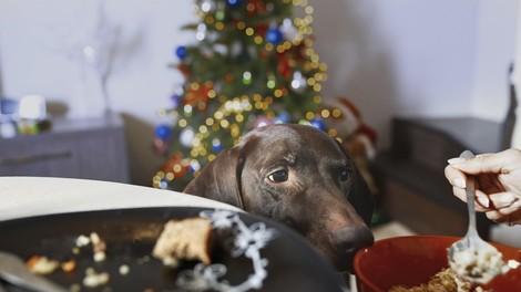 Razkrito: hrana, s katero psa ne smete hraniti tudi med prazniki ne – vključno s pečenimi ostanki božične večerje