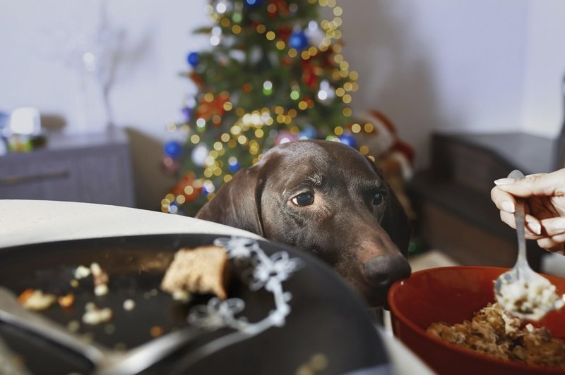 Razkrito: hrana, s katero psa ne smete hraniti tudi med prazniki ne – vključno s pečenimi ostanki božične večerje (foto: Profimedia)