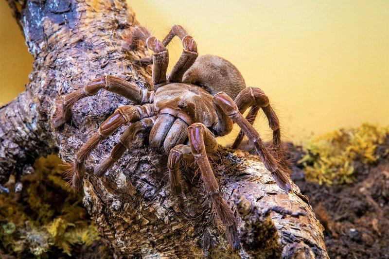 V Mariboru si lahko ogledate razstavo živih pajkov in škorpijonov
