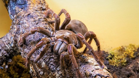 V Mariboru si lahko ogledate razstavo živih pajkov in škorpijonov