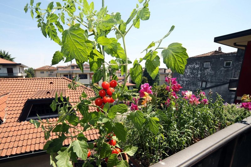 Paradižnik bo odlično uspeval tudi na balkonu, če se boste držali nekaj pravil (foto: Profimedia)