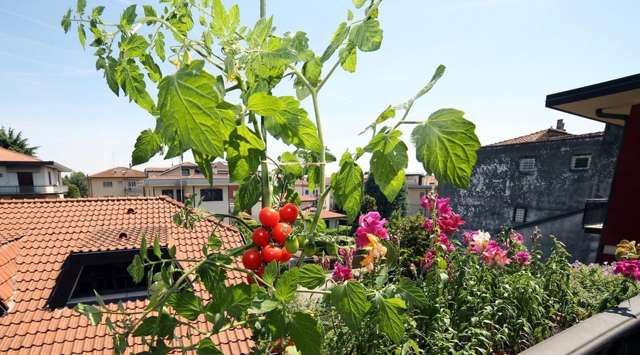Paradižnik bo odlično uspeval tudi na balkonu, če se boste držali nekaj pravil (foto: Profimedia)