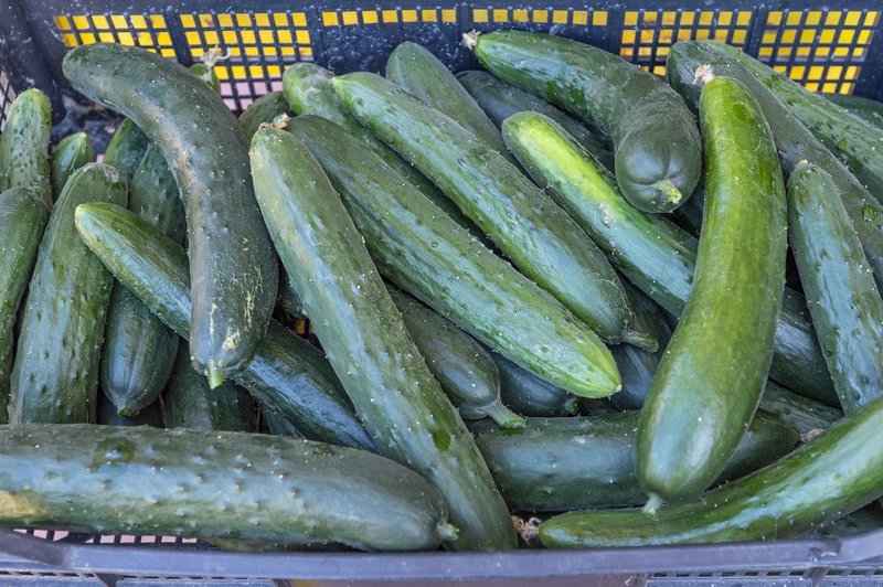 Če boste kumare sadili na ta način, jih boste imeli noro veliko (foto: Profimedia)