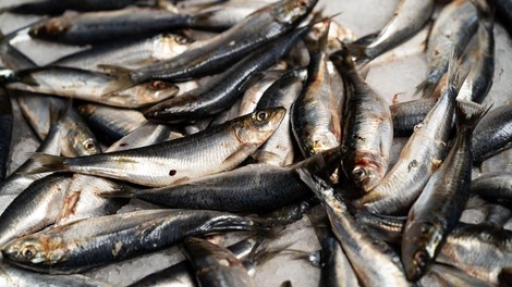 sardine