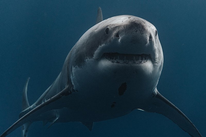 Posnetek 'največjega belega morskega psa', ki ga je ujela kamera, vas bo prestrašil, da si nikoli več ne boste želeli biti blizu oceana (foto: profimedia)