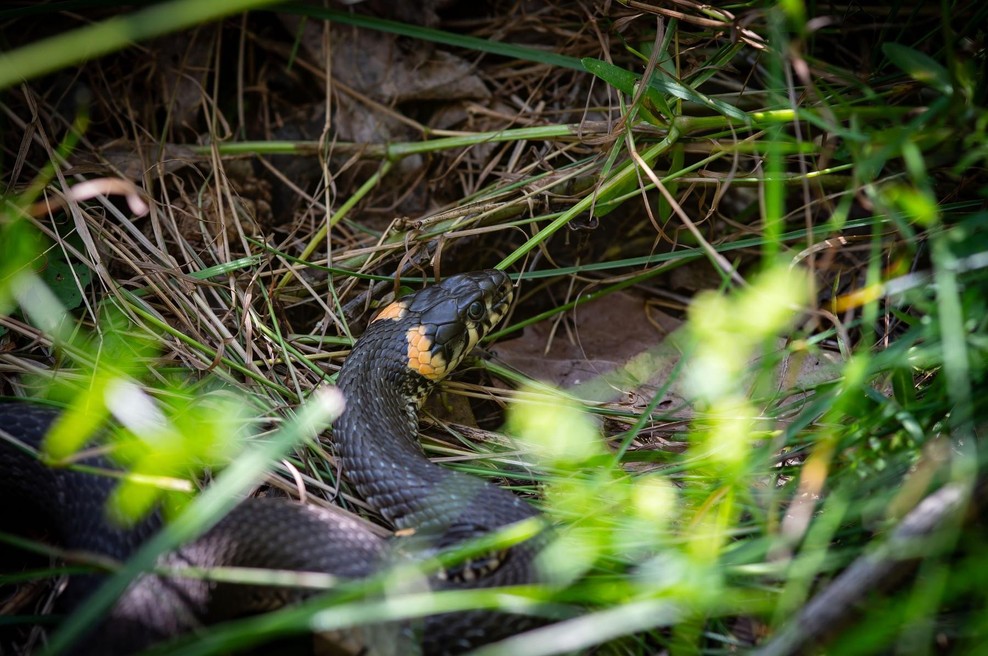 Česa se najbolj bojijo kače: Postavite to na svoje dvorišče in zaščitite svojo hišo (foto: profimedia)