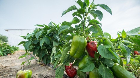 Paprika