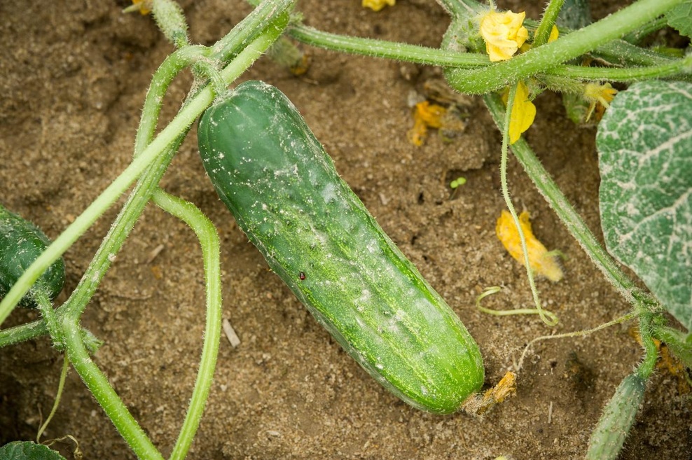 Kumare sadite skupaj s temi rastlinami in imeli jih boste ogromno (foto: Profimedia)