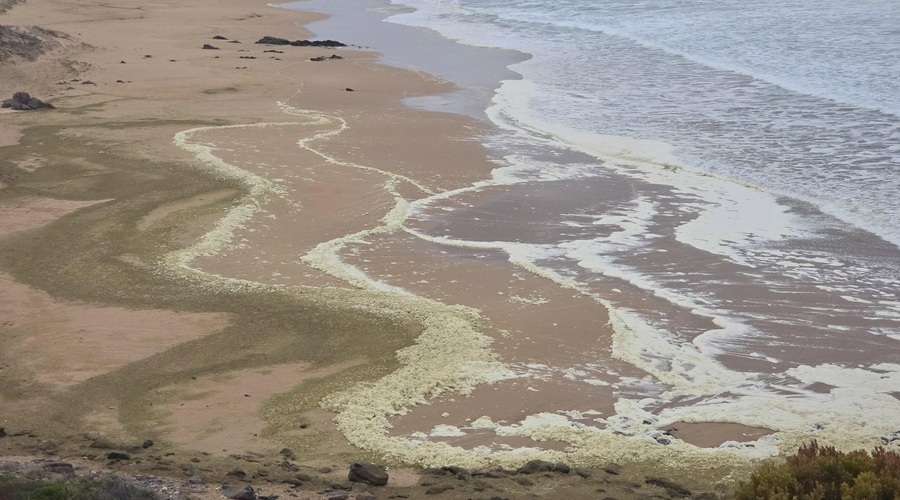 Mrtve ribe in nenavadna pena na avstralskih plažah: Deskarji se pritožujejo zaradi zastrupitev, znanstveniki iščejo odgovore (foto: profimedia)