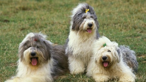 Dogs