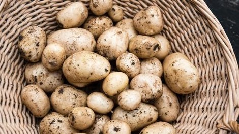 Ta človek že 20 let ni prekopal vrta, pa vsako sezono vseeno pobere 2 tone krompirja