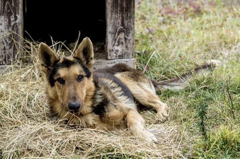 Dona je bila osem let na verigi, zdaj pa spi na postelji in se druži z mačkami (foto: profimedia)