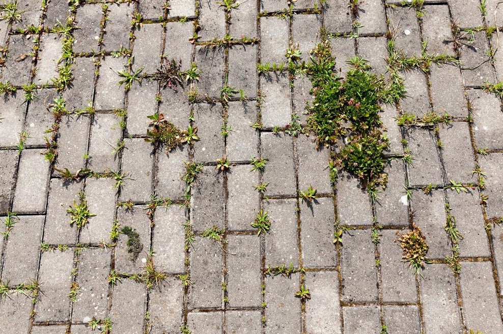 Ta brezplačna rešitev za vedno odstrani nadležen plevel med ploščicami na dvorišču (foto: profimedia)