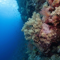 V ocean so spustili kamero in posneli redko bitje, o katerem je znanega le malo: To je čudež, znanstveniki so navdušeni!