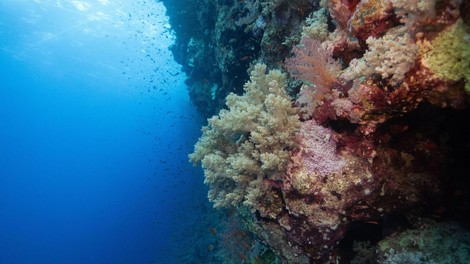 V ocean so spustili kamero in posneli redko bitje, o katerem je znanega le malo: To je čudež, znanstveniki so navdušeni!