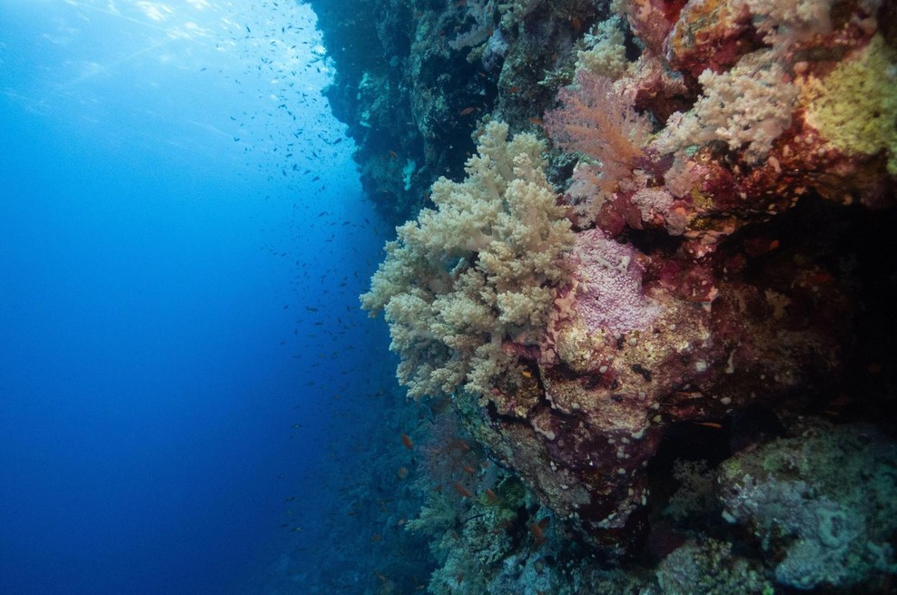 V ocean so spustili kamero in posneli redko bitje, o katerem je znanega le malo: To je čudež, znanstveniki so navdušeni! (foto: profimedia)