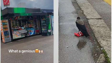 Scena dneva iz Sarajeva: Vrana je ukradla smoki iz kioska