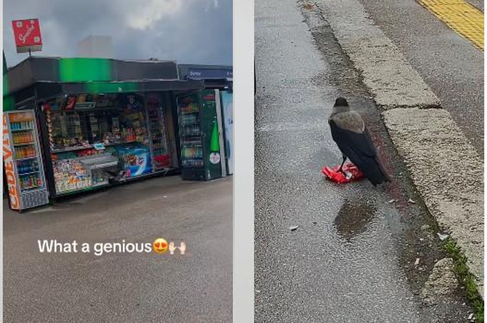 Scena dneva iz Sarajeva: Vrana je ukradla smoki iz kioska (foto: Posnetek zaslona/Facebook/CRNA Hronika BIH)