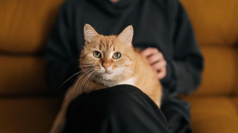 Ali vaša mačka kdaj počne to? Če je tako, potem vas preprosto obožuje