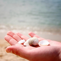 Domov je prinesla kup školjk s plaže in obžalovala - ko boste videli posnetek, boste razumeli zakaj