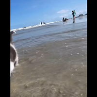 Kdo pravi, da mačke ne marajo vode? Viralni video mahnega mucka, ki uživa na morju, je nasmejal vse