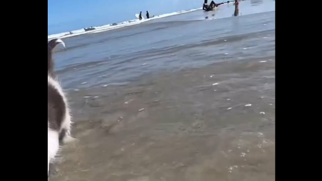 Kdo pravi, da mačke ne marajo vode? Viralni video mahnega mucka, ki uživa na morju, je nasmejal vse