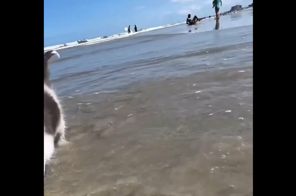 Kdo pravi, da mačke ne marajo vode? Viralni video mahnega mucka, ki uživa na morju, je nasmejal vse (foto: Posnetek zaslona/Instagram)