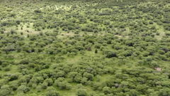 Največja mobilizacija v zgodovini se dogaja v Afriki – 8.000 km, 11 držav in 100 milijard dreves