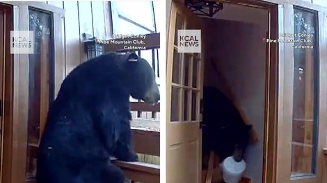 Lačen in vljuden: Medved vlomil v hišo, ukradel piškote in jih pojedel zunaj hiše