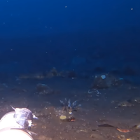 Moški je spustil kamero na globino 150 metrov, iz teme pa se je pojavilo redko in nevarno bitje: "To je Wobbegong!"