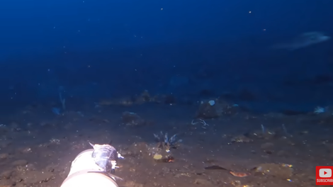 Moški je spustil kamero na globino 150 metrov, iz teme pa se je pojavilo redko in nevarno bitje: "To je Wobbegong!"