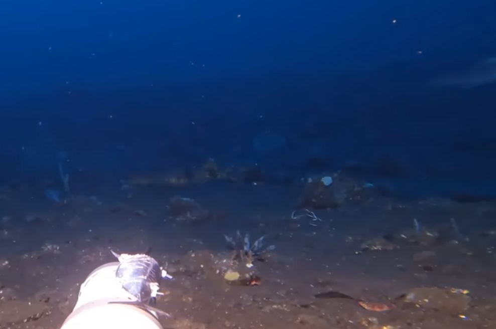 Moški je spustil kamero na globino 150 metrov, iz teme pa se je pojavilo redko in nevarno bitje: "To je Wobbegong!" (foto: Zaslonska slika/YouTube)