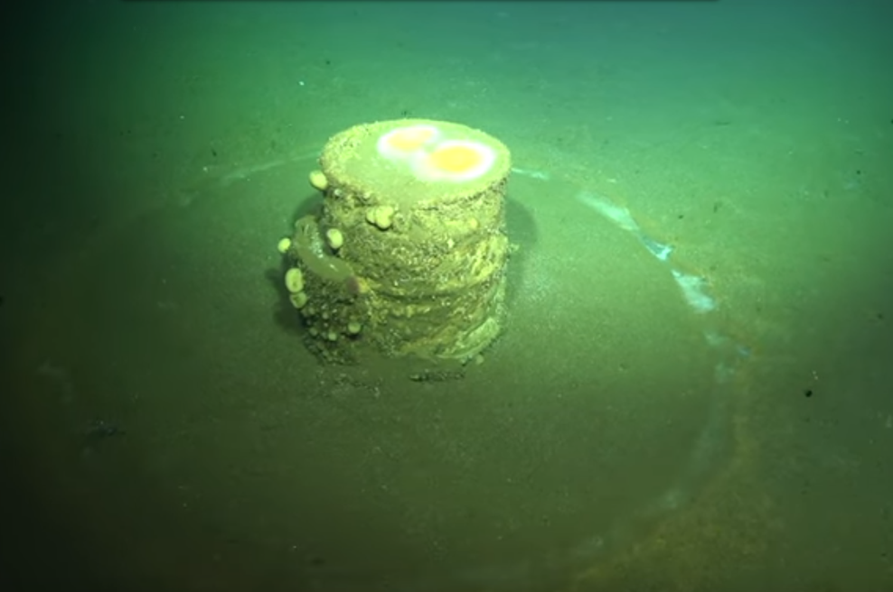 Ob obali opazili skrivnostne bele kroge in odkrili, da gre za nekaj izjemno nevarnega (foto: Zaslonska slika/Youtube)
