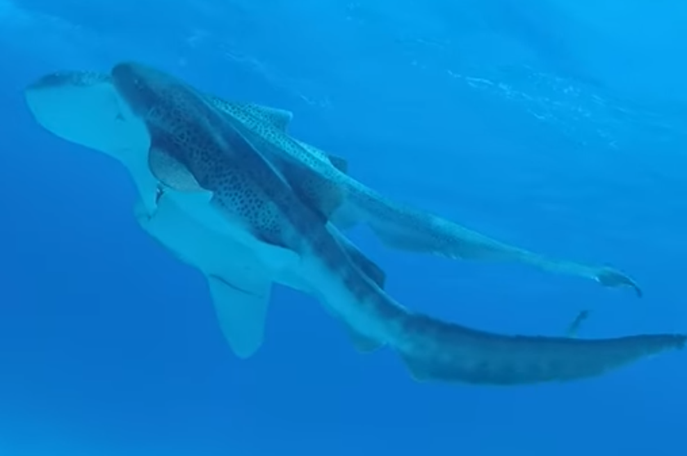 Znanstveniki opazovali morske pse med parjenjem in v šoku naleteli na prizor, ki ga niso pričakovali (VIDEO) (foto: Zaslonska slika/Youtube)