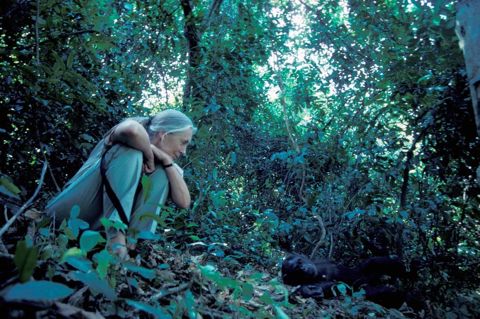Srce parajoče zadnje sporočilo Jane Goodall le nekaj mesecev pred smrtjo (foto: profimedia)
