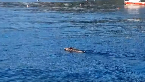 Lokalci v Istri priča nevsakdanjemu prizoru: "Prišla je iz gozda in zaplavala v morju."