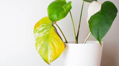 Ovenele sobne rastline: 4 rešitve, ki jih bodo oživele