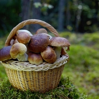 Ali lahko gobe pogrejete naslednji dan?