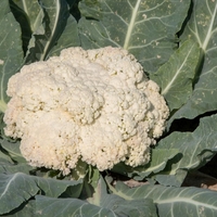 Črne lise na cvetači: ali je takšna cvetača varna za uživanje?