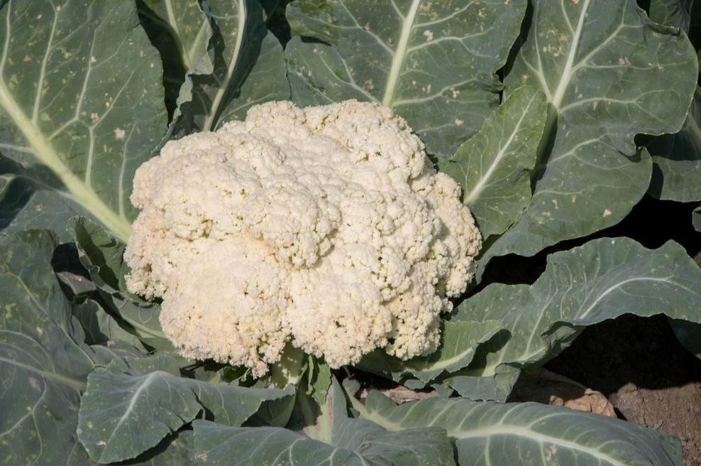 Črne lise na cvetači: ali je takšna cvetača varna za uživanje? (foto: Profimedia)