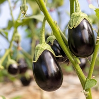 Kako zdravi so v resnici jajčevci?