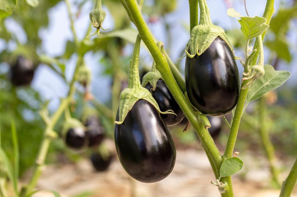 Kako zdravi so v resnici jajčevci? (foto: Profimedia)