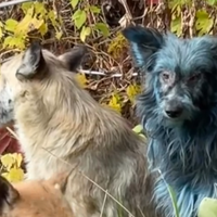 V Černobilu opazili pse, ki so postali svetlo modri