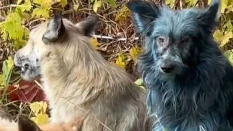 V Černobilu opazili pse, ki so postali svetlo modri