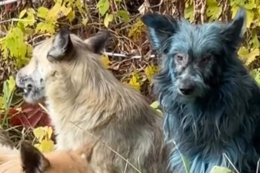 V Černobilu opazili pse, ki so postali svetlo modri (foto: Zaslonska slika/Clean Futures Fund)