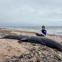 Ogromen morski pes nasedel in poginil: To je že tretji primer od oktobra, znanstvenike močno skrbi