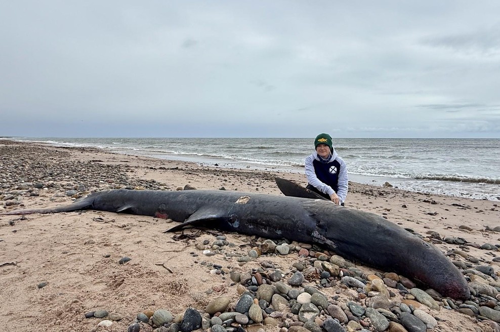 Ogromen morski pes nasedel in poginil: To je že tretji primer od oktobra, znanstvenike močno skrbi (foto: profimedia)