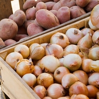 Ali lahko jemo čebulo, ki že začne kaliti?