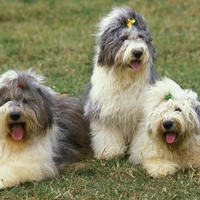 Previdnost pri crkljanju: Hormonske kreme lahko škodujejo hišnim ljubljenčkom